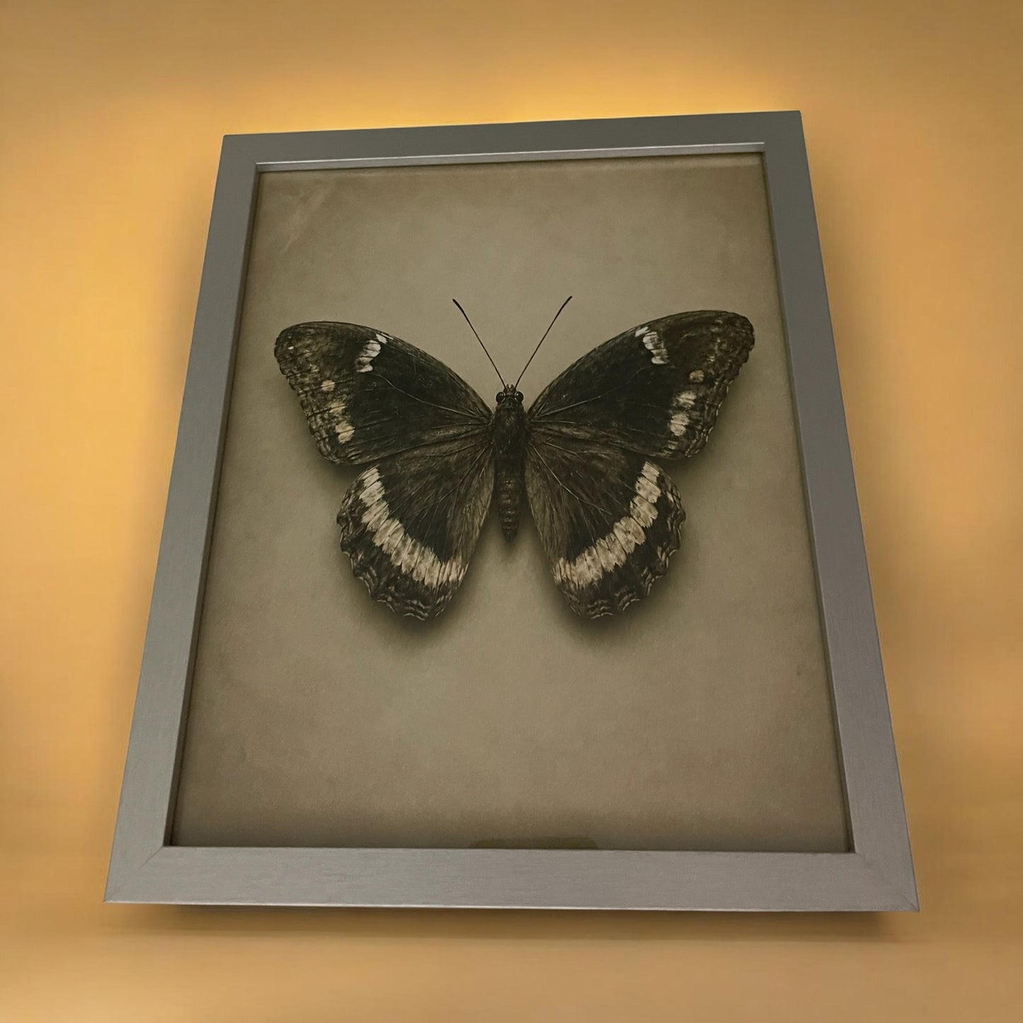 Framed Butterfly Wall Art – Vintage Nature Print (8” x 10”)
