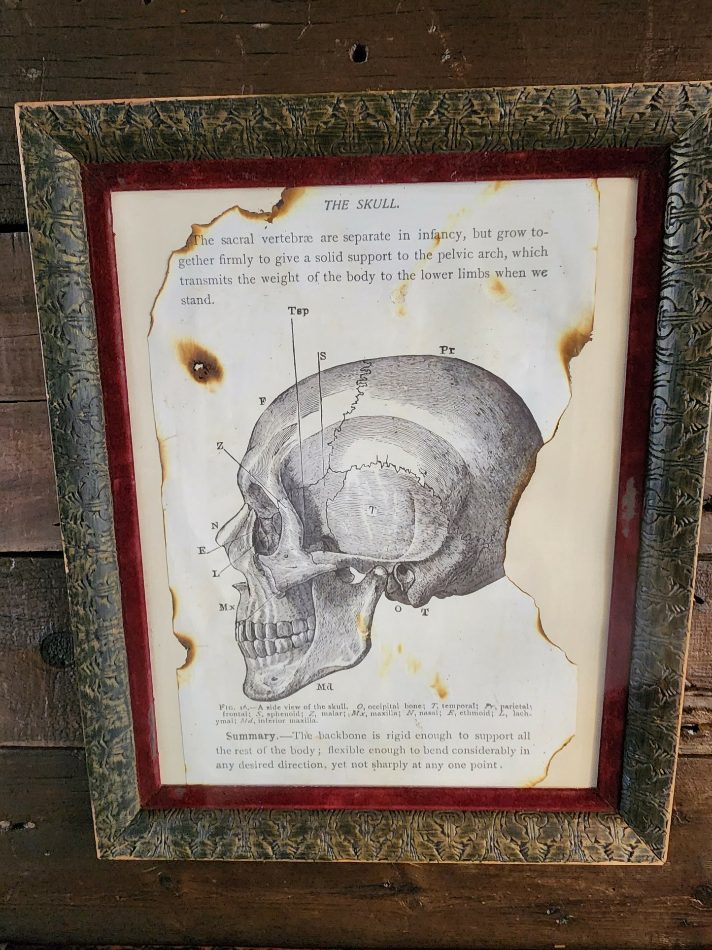 The Skull photo in Rustic Frame