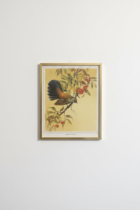 Rufous Fantail