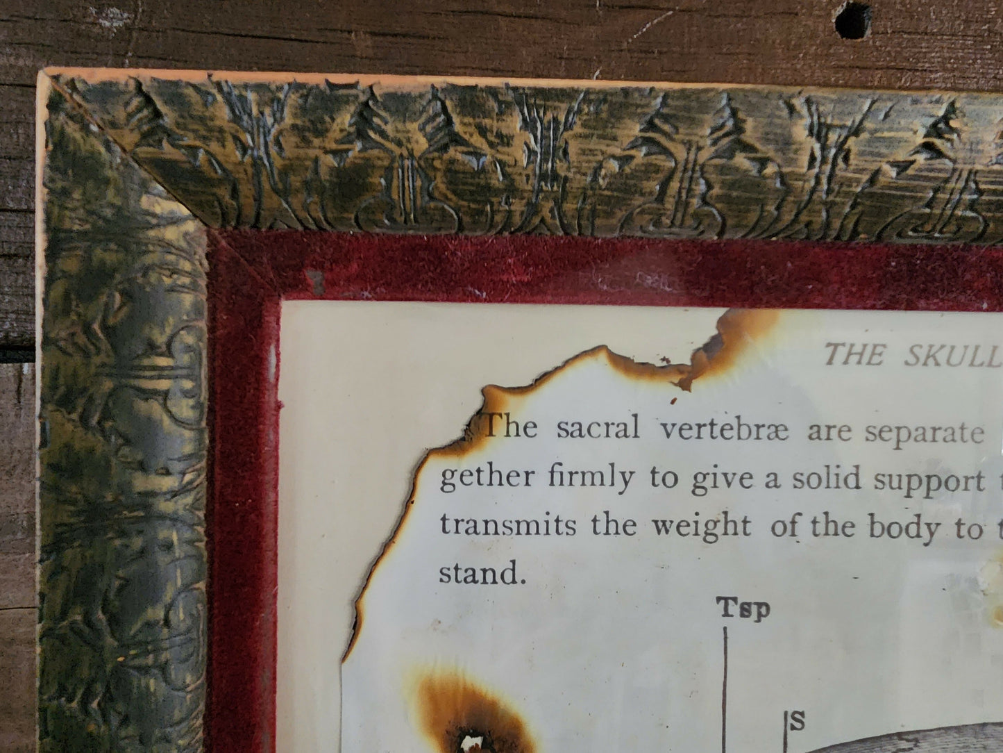 The Skull photo in Rustic Frame