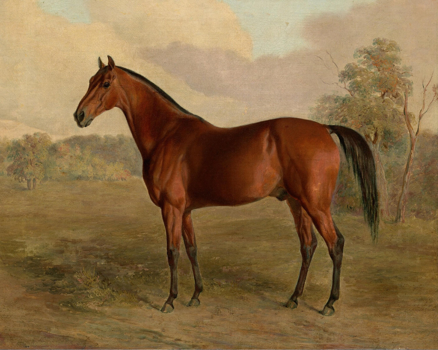 Vintage Horse Print- 8" x 10"