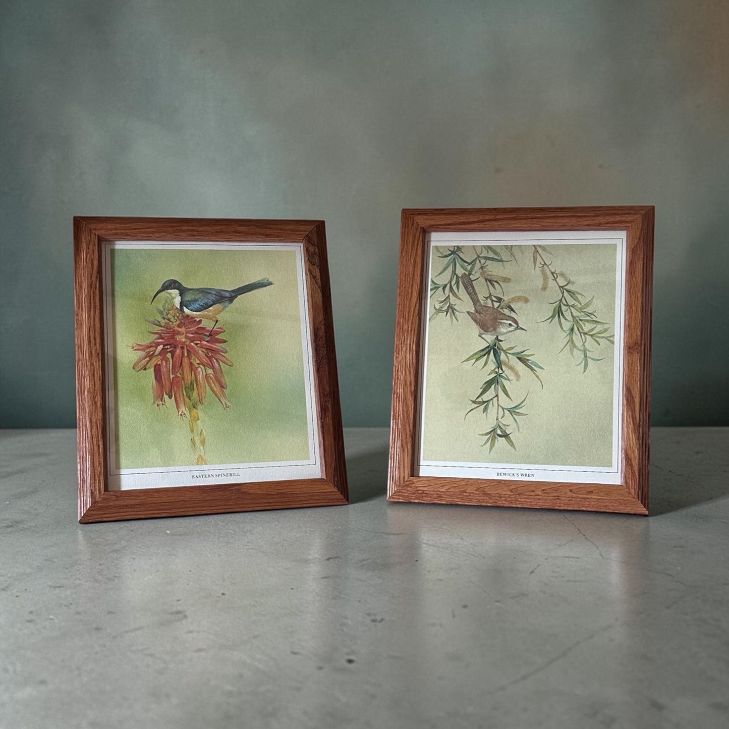 Eastern Spinebill 8”x10”
