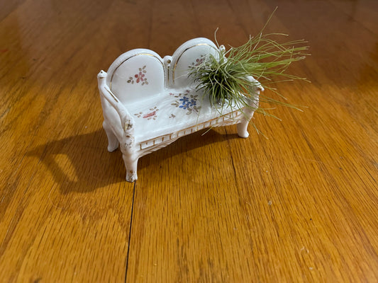 Fairy Bench with Fuzzy Air Plant