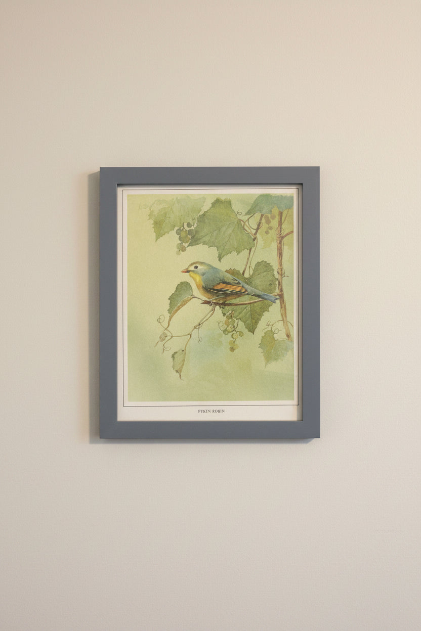Pekin Robin