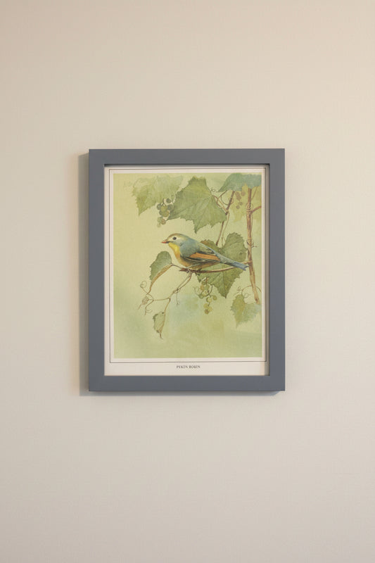 Pekin Robin