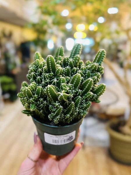 Fairy Castle Cactus