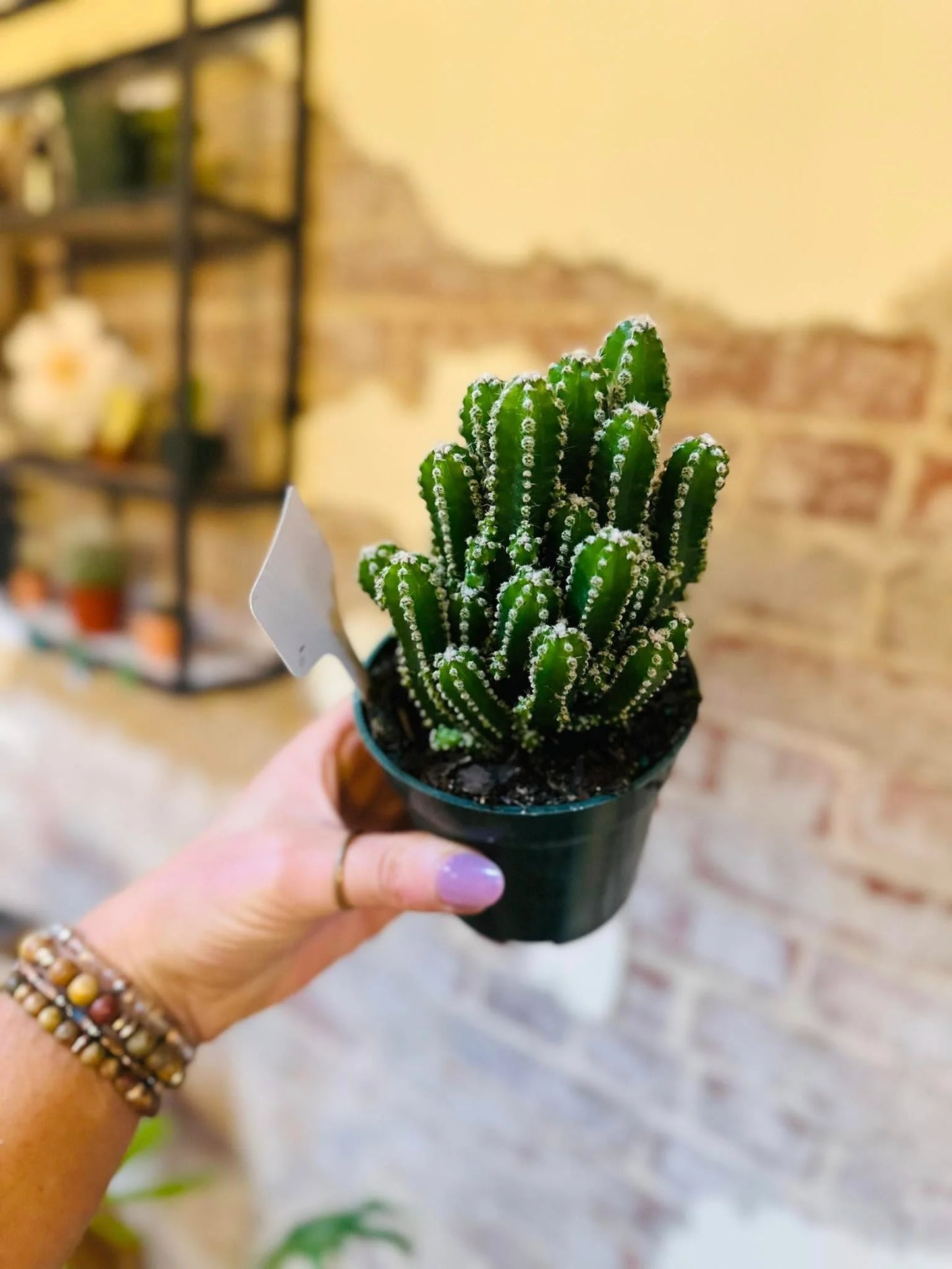 Fairy Castle Cactus