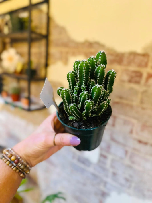 Fairy Castle Cactus