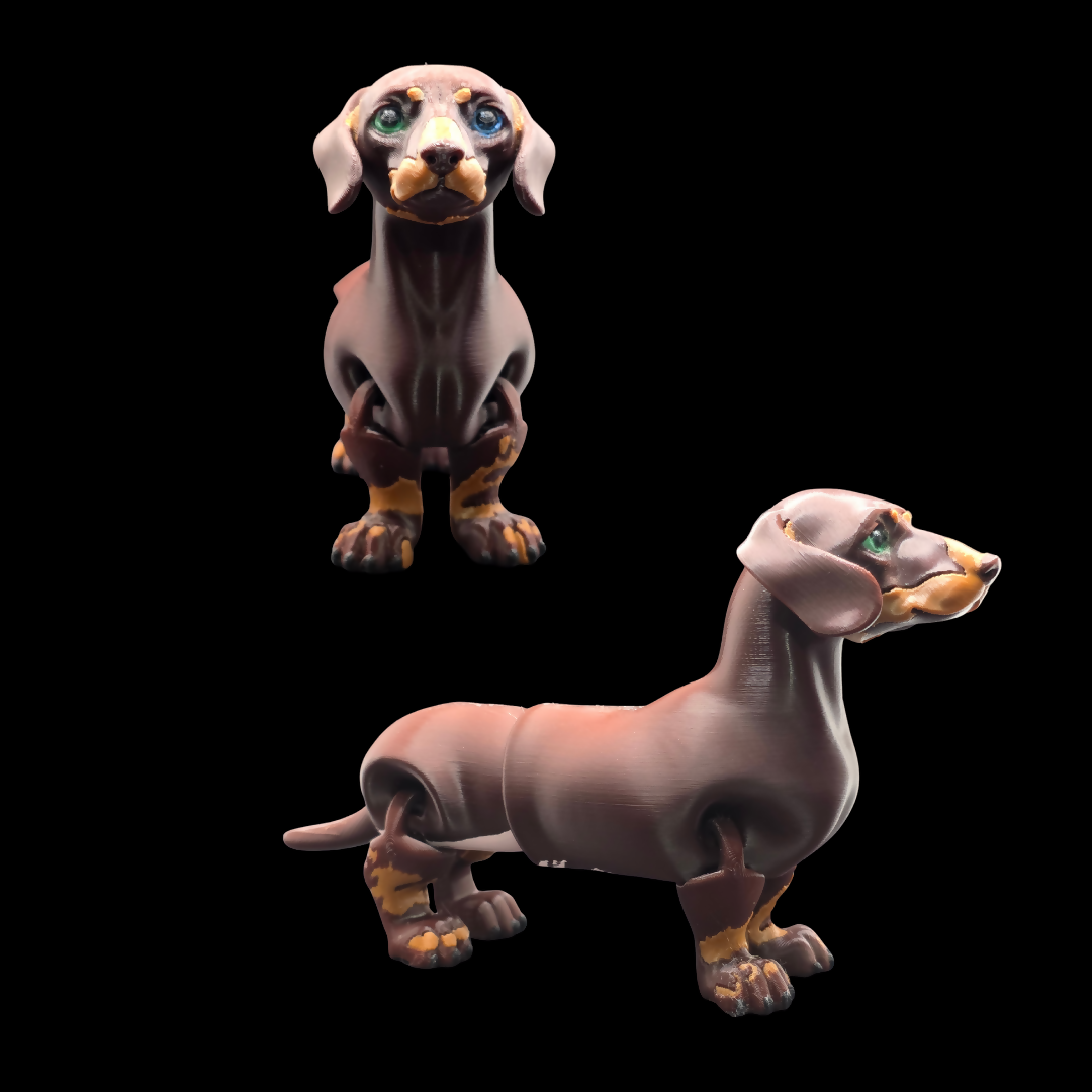 Dachshund