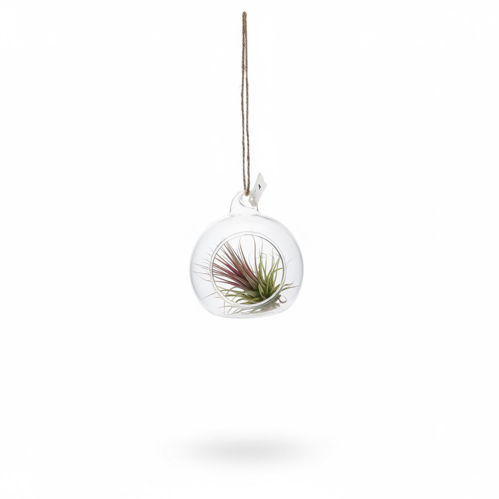 Mini Terrarium with small air plants