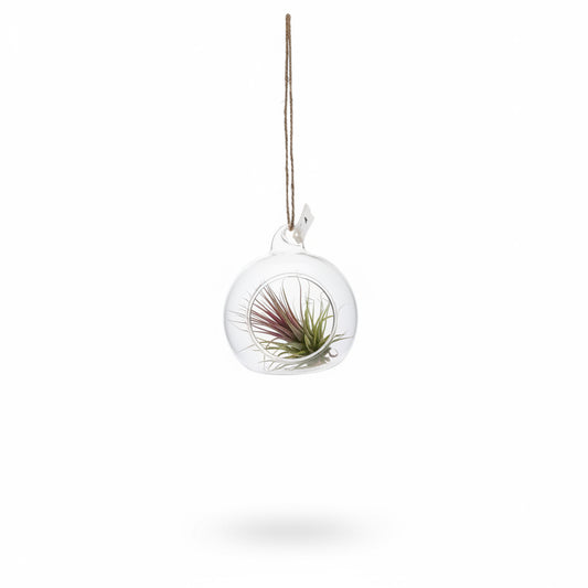 Mini Terrarium with small air plants