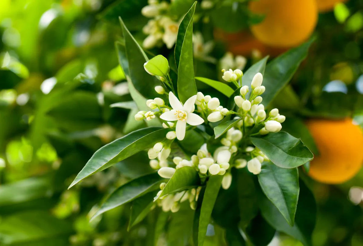 Neroli - ROOM & LINEN SPRAY