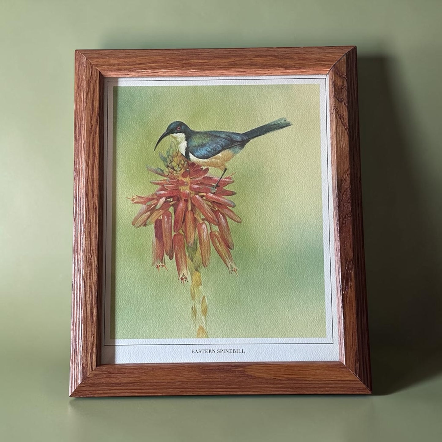 Eastern Spinebill 8”x10”