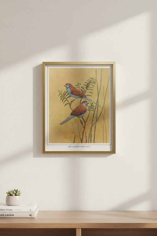 Red-Cheeked Cordon Bleu
