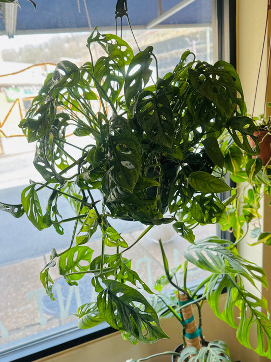 Monstera Adansonii Hanging Basket