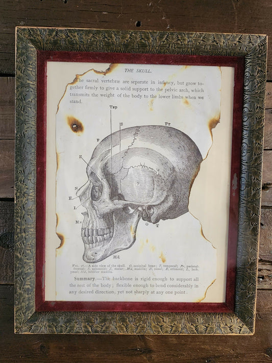 The Skull photo in Rustic Frame