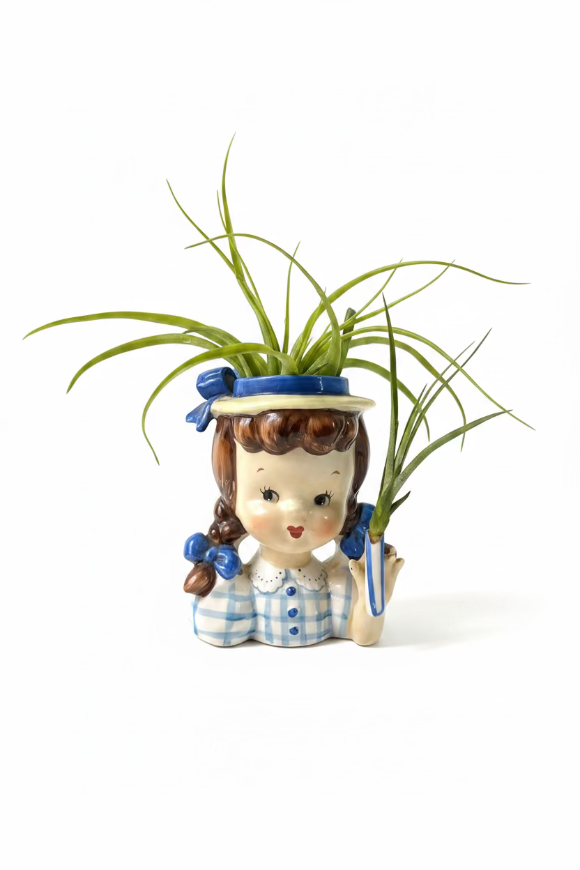 Miss Muffet with 2 Air Plants