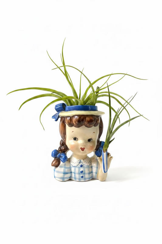 Miss Muffet with 2 Air Plants