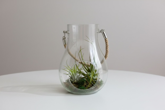 Small Terrarium with 2 Air plants