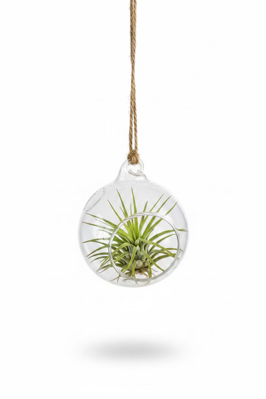 Air plant in small globe