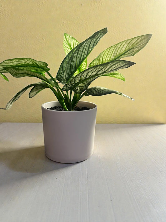 Faux Calathea White Star
