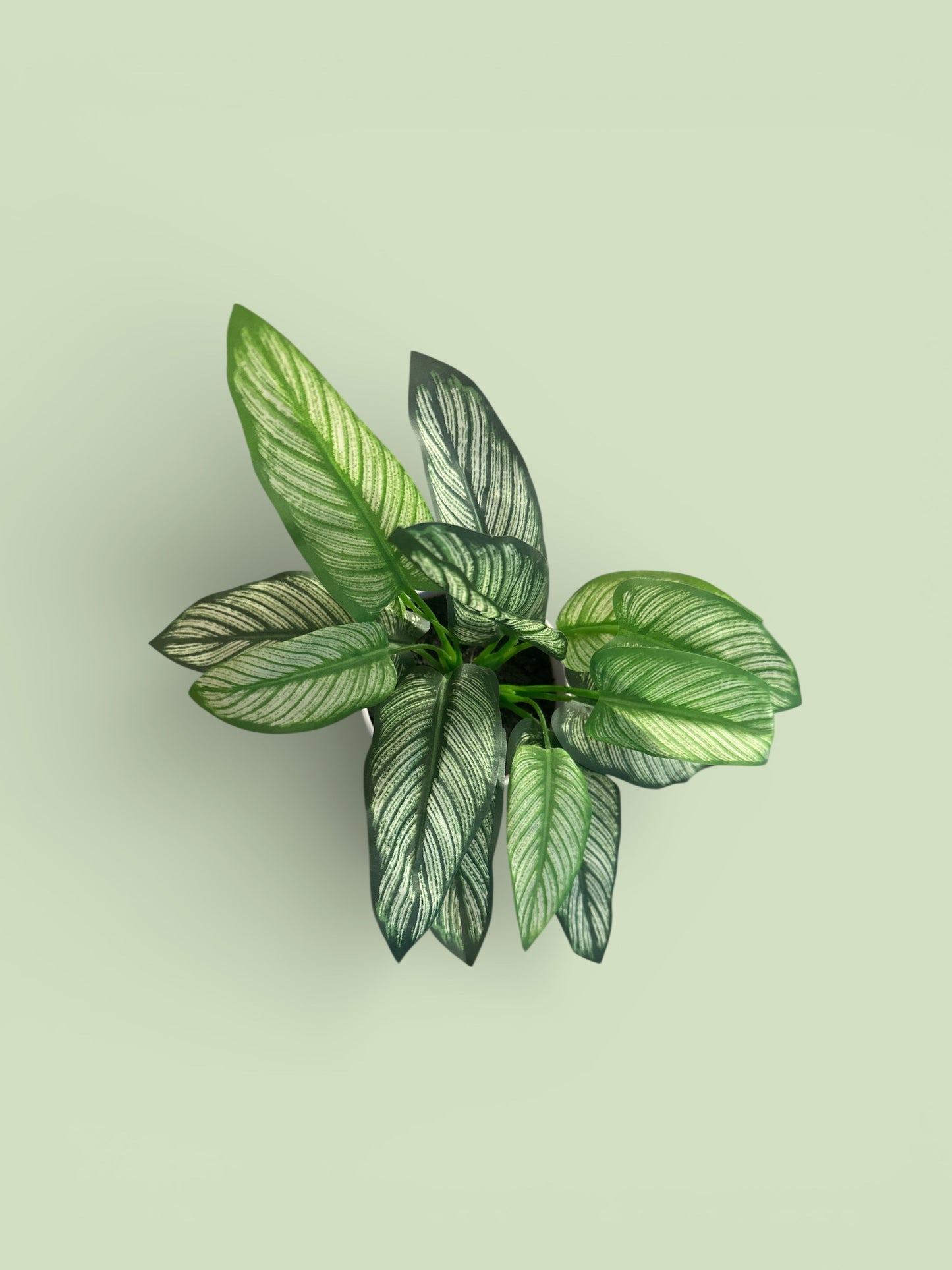 Faux Calathea White Star